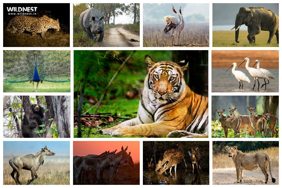 Wild Animals Count In India